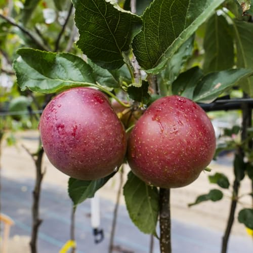 Apfelbaum 'Florina' Winterharter Obstbaum 80-140 cm, Aromatische Süße Früchte, Wurzelnackte Obstbaume, Apfel, Malus domestica, Mehrjährig, Ideal für Garten & Obstwiese