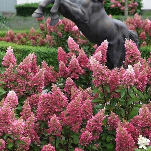 Semillas de hortensia de panícula, semillas exóticas Hortensia paniculata, para lugares soleados Decoración de jardín para exteriores orgánicas 250pcs