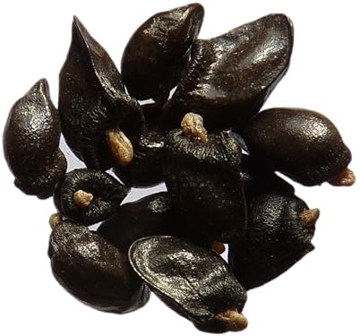 Beinwell NT – Symphytum Officinale (Gründünger) SEM14