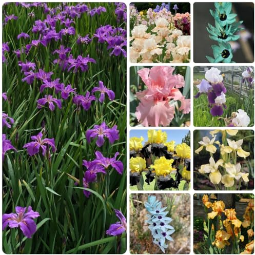 iris - decorazione da giardino in miniatura a precoce selvatici da balcone appartamento forniture giardino sostenibili 5bulbi