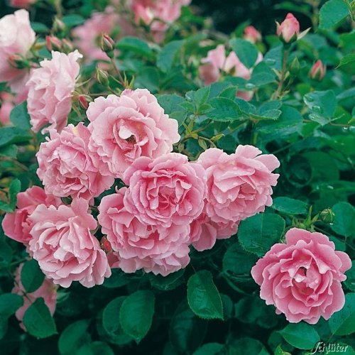Rose Sommerwind- Bodendeckerrose reinrosanen Blüten - Kleinstrauchrose Pflanze Winterhart Halbschattig von Garten Schlüter - Pflanzen in Top Qualität
