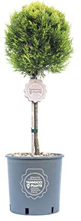 Vannucci Piante - Cupressus macrocarpa Goldcrest, Cipresso Goldcrest, Pianta vera, Pianta da terrazzo, Mini alberetto, Conifera