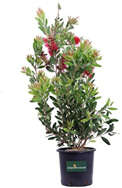 Pianta di Callistemon diverse vatietà pianta ornamentale con fiori a spazzolino da esterno pianta vera di Callistemon venduta da eGarden.store (Citrinus Splendens v.18 cm)