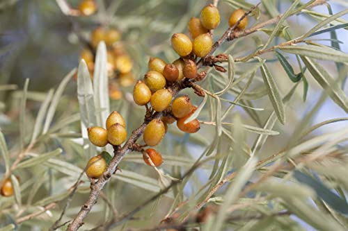 Hippophae rhamnoides 'Vitaminhochzeit' 40-60 cm – Winterhart, Mehrjährig, Pflegeleicht – Sanddorn – Heckenpflanze für Garten & Sichtschutz