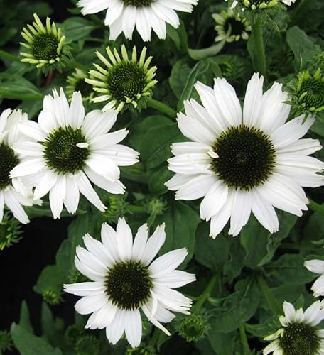 Sonnenhut Jade - Echinacea purpurea - lebende Gartenpflanze aus den Baumschulen