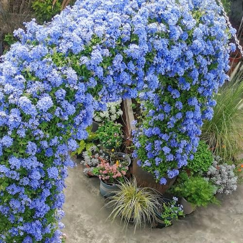 Plumbago AuriculataSamen, gartenpflanzen winterhart mehrjährig Bleiwurz Ceratostigma plumbaginoides, seltene garten blumensamen 120pcs