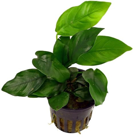 Live Aquarium Plant Anubias nana