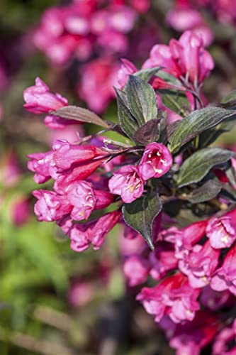 Weigela florida 'Victoria' 60–80 cm – Winterhart, Mehrjährig, Pflegeleicht – Weigelie – Heckenpflanze für Garten & Sichtschutz