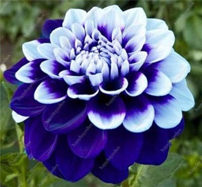 Graines De Fleurs De Dahlia Fraîches À Planter Bleu Blanc Ensemble De 100 Pièces