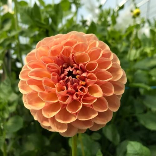 Carbeth Plants Dahlia Piccolo Orange Bedding Plants 2 x 9cm Pot - Garden Ready Compact Dwarf Dahlias for UK Gardens - Long Flowering & Pollinator Friendly - Perfect for Borders, Beds & Patio Pots
