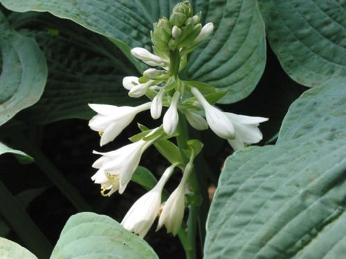 HOSTA ELEGANS 129 Seeds, Huge Grey- Blue, Heart-Shaped Wrinkled Leaves : Only Seeds