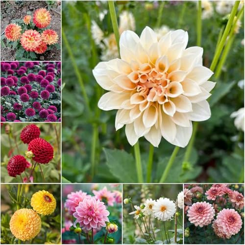 miscela di bulbi di dalia - bulbi antichi giardino dalia perenni resistenti resistenti per il giardino bonsai 4pcs