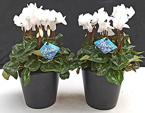 POWERS TO FLOWERS - CICLAMINO BRINO BIANCO, 2 PIANTE, piante vere