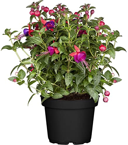 Planta de Fuchsia Natural Una Adición Vibrante y Elegante a tu Colección de Plantas