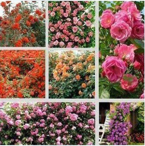 Graines De Rosiers Grimpants Roses, Oranges, Rouges, Violets Et Jaunes. Fleurs Grimpantes Robustes