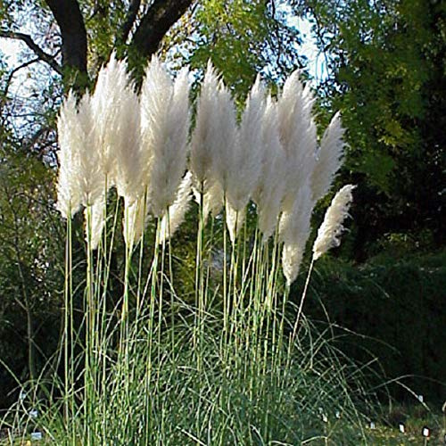 6er-Pack Elegantes Pampasgras - Cortaderia Selloana: Zierde im 9x9cm Topf.