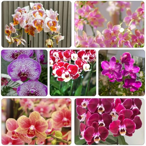 orchidee phalaenopsis di giardino balcone parterre di primavera giardino perenni resistenti all'inverno selvaggi decorazioni balcone per esterni semi 350pcs