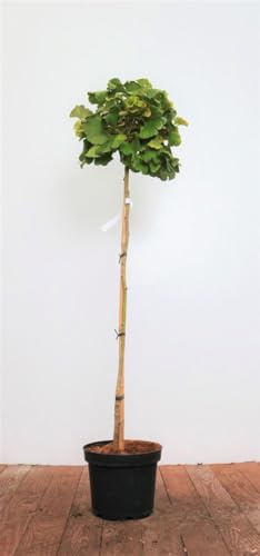 Zwerg-Ginkgo Ginkgo biloba Mariken 100 cm Stamm Kübelpflanze winterhart | Sonniger bis halbschattiger Standort, ideal für Kübelhaltung, kompakter Wuchs, dekorativer Blickfang für Garten