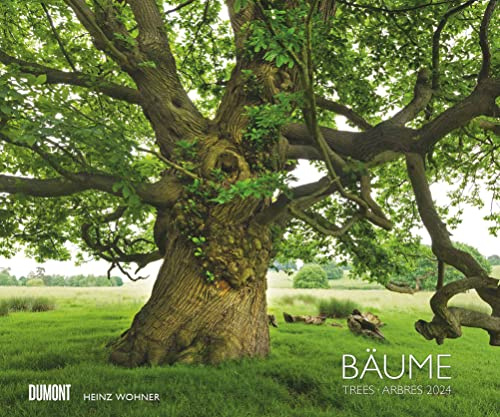 Bäume 2024 – Wandkalender 60x50 cm – Spiralbindung
