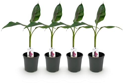 Bananenpflanze Musa sikkimensis Red Tiger – Winterhart – 4 Pflanzen – Ø17 cm – Höhe ca. 40 cm – Exotisches Flair für Garten & Terrasse