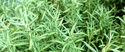 2000 Seeds of Aromatic Herb Russian Tarragon (Artemisia Dracunculus)