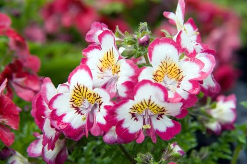 250 Semi di Fiore di Farfalla (Schizanthus wisetonensis) - SemiSelvaggio Permacultura