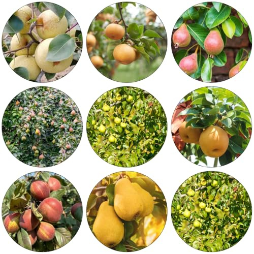 birnenbaum säulenobst gartenpflanzen pflanzenkübel balkongarten pflanzensamen zimmerpflanzen baumsamen pflanzendeko säulenobstbäume obstbäume bonsai bäumchen kaufen kräutersamen garten 200samen
