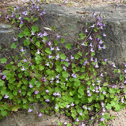 Blumixx Stauden Cymbalaria muralis – Mauer-Zimbelkraut, winterhart, hell-violett blühend, Bodendecker, mehrjährig, im 0,5L Topf, für Mauerfugen & Steingärten