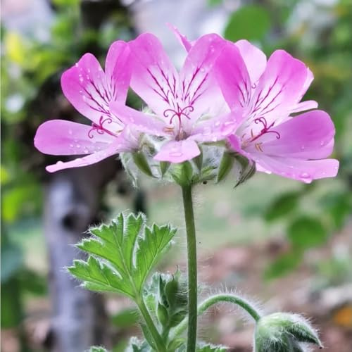 Semillas de geranio limón,semillas de de geranio perfumado,prado de,decoración de jardín 150pcs