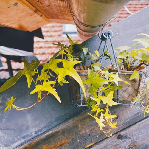 semi di edera a crescita rapida - Ivy Vines - muro verde, decorazione di vite di edera, Le da giardino sono perenni resistenti decorative, 30pcs