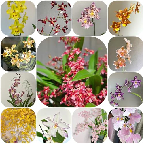 Semi di orchidea Oncidium - semi di come bomboniera per gli amanti del giardino vecchie varietà selvatici resistenti per giardini rocciosi arredamento del 400pcs