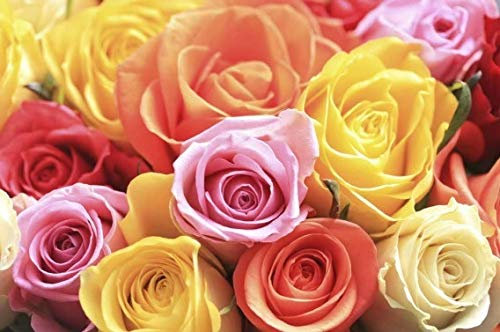 50 graines de roses mélangées