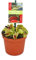 Trappe mouche Vénus, Dionaea muscipula - pot de 9 cm