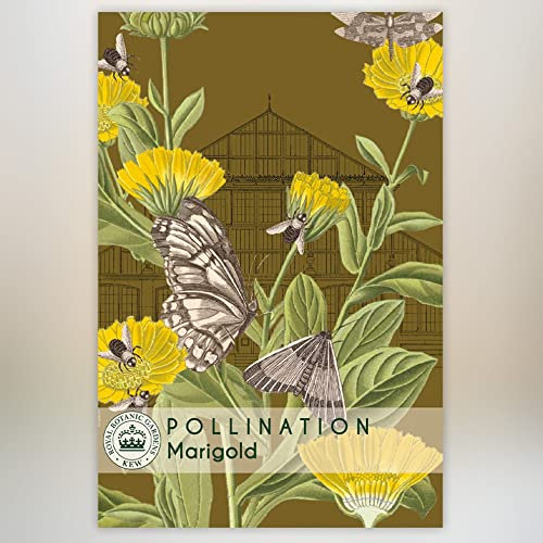 Marigold 'Scarlet Sophie' Kew Pollination Collection Tagetes patula French Marigold Half-Hardy Annual Garden Flower Plant Easy to Grow Your Own by Thompson and Morgan