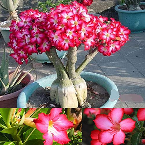 Bulbi di rosa del deserto storico decorazione del partito magico decorazione del parco magico BMany design eleganti-5 lampadine:Seeds