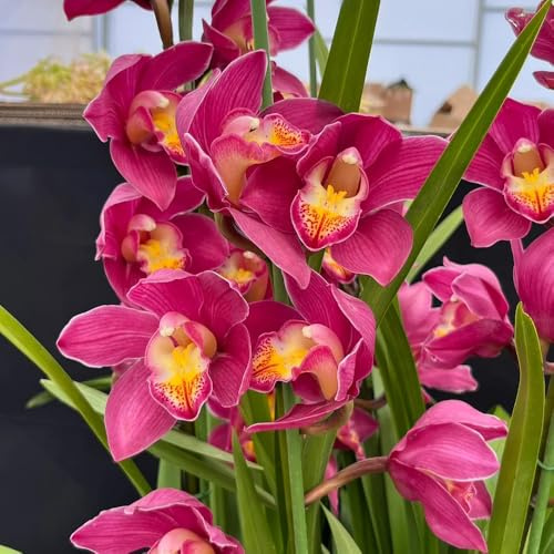 semillas de orquídeas cymbidium - resistentes jardín 220pcs
