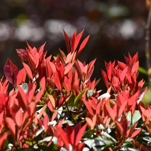 semi di photinia rossa - perenni, resistenti balcone 550pcs