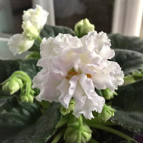 usambaraveilchen 320samen frühlingsblumen Einfach zu Pflegen