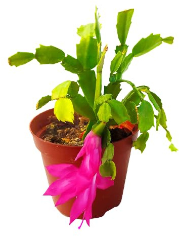 Cactus de Nochebuena con Flores en Invierno Planta de la Navidad