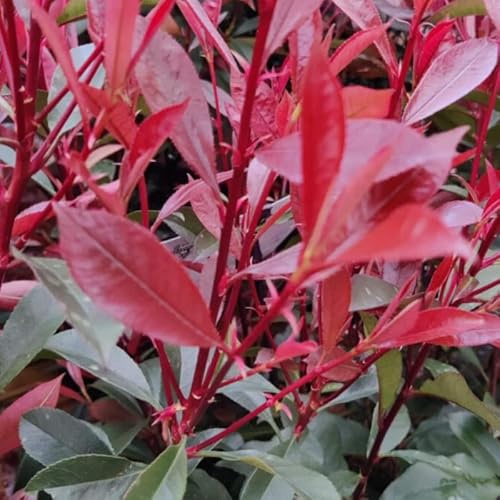 Photinia Fraseri Carré Rouge 40cm 40cm en 40 cm Pot - Plante En Pot - Hauteur 40 cm