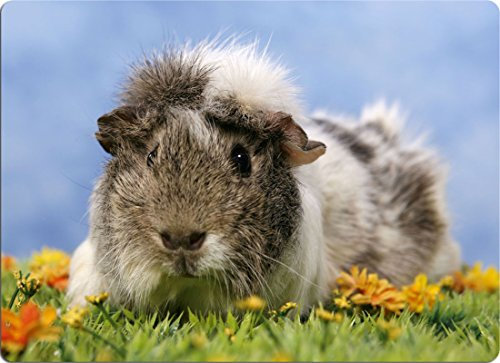 Nanyuk +++ Meerschweinchen - SCHNEIDEBRETT Dekoteller Glasbrett Dekoglas - Mrs 06