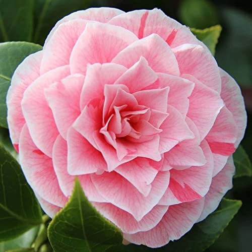 Camellia Japonica Bonomiana Evergreen Flowering Hardy Garden Shrub Plant in Pot (9cm Pot, 20-30cm)