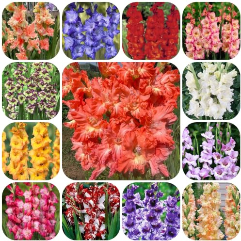 bulbi di gladioli rari a primaverile in vaso a precoce 20pcs