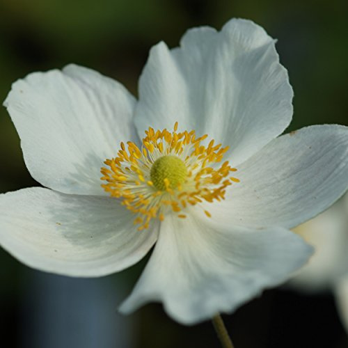 Blumixx Stauden Anemone Japonica-Hybride 'Honorine Jobert' – Herbstanemone weiß blühend, winterhart & mehrjährig, ideal für halbschattige Beete, im 0,5 Liter Topf