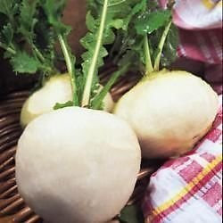 Pack Kings Vegetable Seeds Turnip Snowball