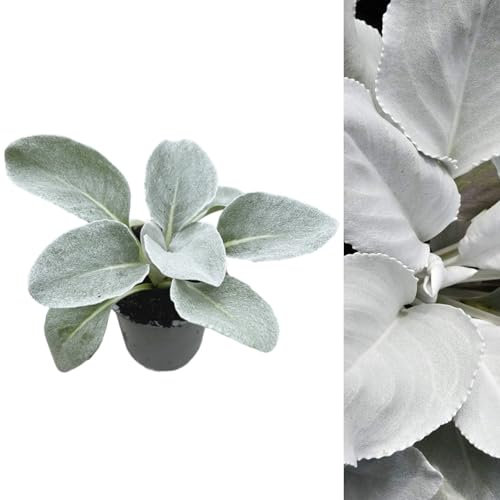 Carbeth Plants Senecio Candicans Angel Wings in 9cm Pot - Evergreen Silver Foliage Perennial with Large Velvet Leaves – Ideal for Pots, Borders & Contemporary Gardens
