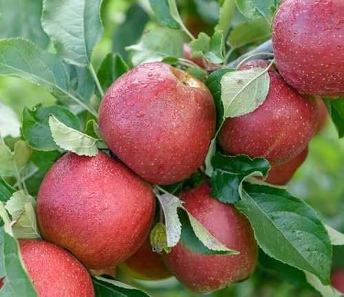 Apfelbaum `Wellant´, Buschbaum (kleinbleibend), 120-140cm im 10Liter-Topf