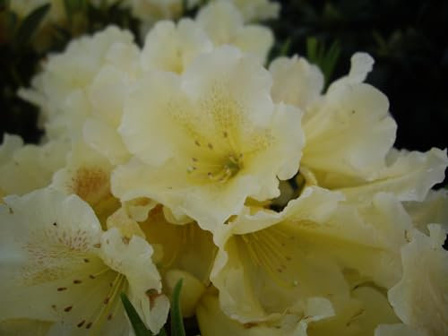 Großblumige Alpenrose Loch Tay - Rhododendron hybride Loch Tay - 40-50cm