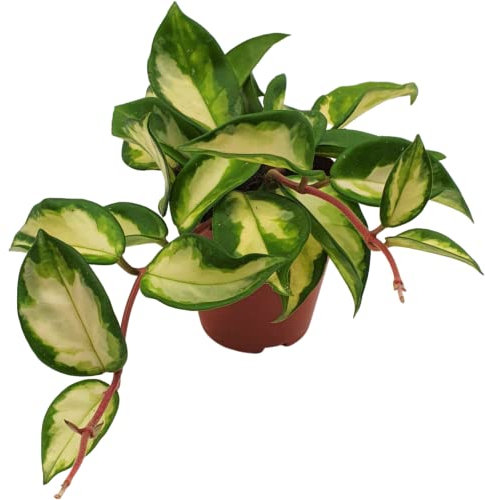 Hoys carnosa Tricolor Wax Plant g Flowering Trailing houseplant in 10cm Pot