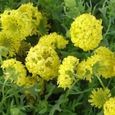 Gaillardia-Pulchella- Sundance Yellow- 25 semi